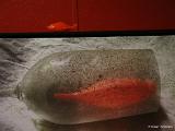 Ein Bild von Angelika Stück mit ihrem Typischen roten Fisch