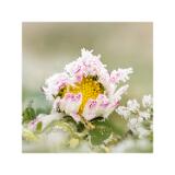 Stack 3 img 001-080 C-Smoothing1-Bearbeitet 60x60cm 10x10cm--sRGB