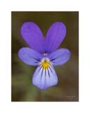 DSC4136-12-C,S1-Bearbeitet-Bearbeitet-Bearbeitet-Bearbeitet 60x80cm Signatur 10x10cm