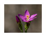 DSC4401-Bearbeitet-Bearbeitet-2 40x53,3cm Signatur Rand