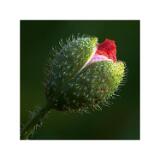 11-05-28 133228 M-B R-8 S-4-Bearbeitet 60x60cm 10x10cm-2011-k