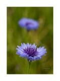 DSC3306-Bearbeitet-Bearbeitet 40x60cm Signatur Rand