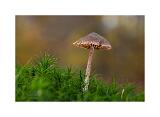 101 MG 0176-27-B-R1-S1 F8 77mS ISO100-Bearbeitet 40x60cm Signatur Rand 5-33cm weiss