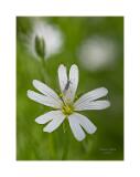 Stack 05 100EOSR6- MG 9801-30-C,S1-Bearbeitet-Bearbeitet 40x53,3cm Signatur-Bearbeitet Rand