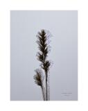 MG 1792-14-C,S1-Bearbeitet 40x53,3cm Signatur Rand