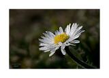 MG 6647-34-C,S1-2 40x60cm Signatur Rand