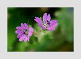 Stack 7 img 001-026 C-Smoothing1-Bearbeitet-Bearbeitet 60x90cm 10x10cm--sRGB-2