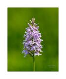 Stack16 08A1161-55-C+5 40x50cm Signatur Rand