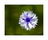 Stack 30 08A3657-100-C S4-Wonder3 40x50cm Signatur Rand