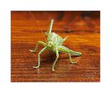 IMG RAW-Burst 0008 01 40x50cm Signatur Rand