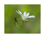 Stack 25 101EOSR6- MG 1145-41-B R8 S4 40x50cm Signatur Rand