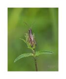 Stack 33 08A2391 40x50cm Signatur Rand
