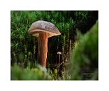 Stack 04  08A0173-23 C S4 40x50cm Signatur Rand