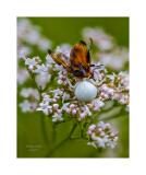 Stack 13 08A0843-38-C,S4-2 SuperfocusV2 40x50cm Signatur Rand