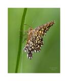 Stack 24 08A1687 40x50cm Signatur Rand