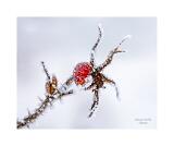 Stack 27 08A2510-26-B R8 S4 40x6m Signatur Rand