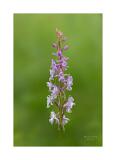 Stack 30 08A2203 40x60cm Signatur Rand
